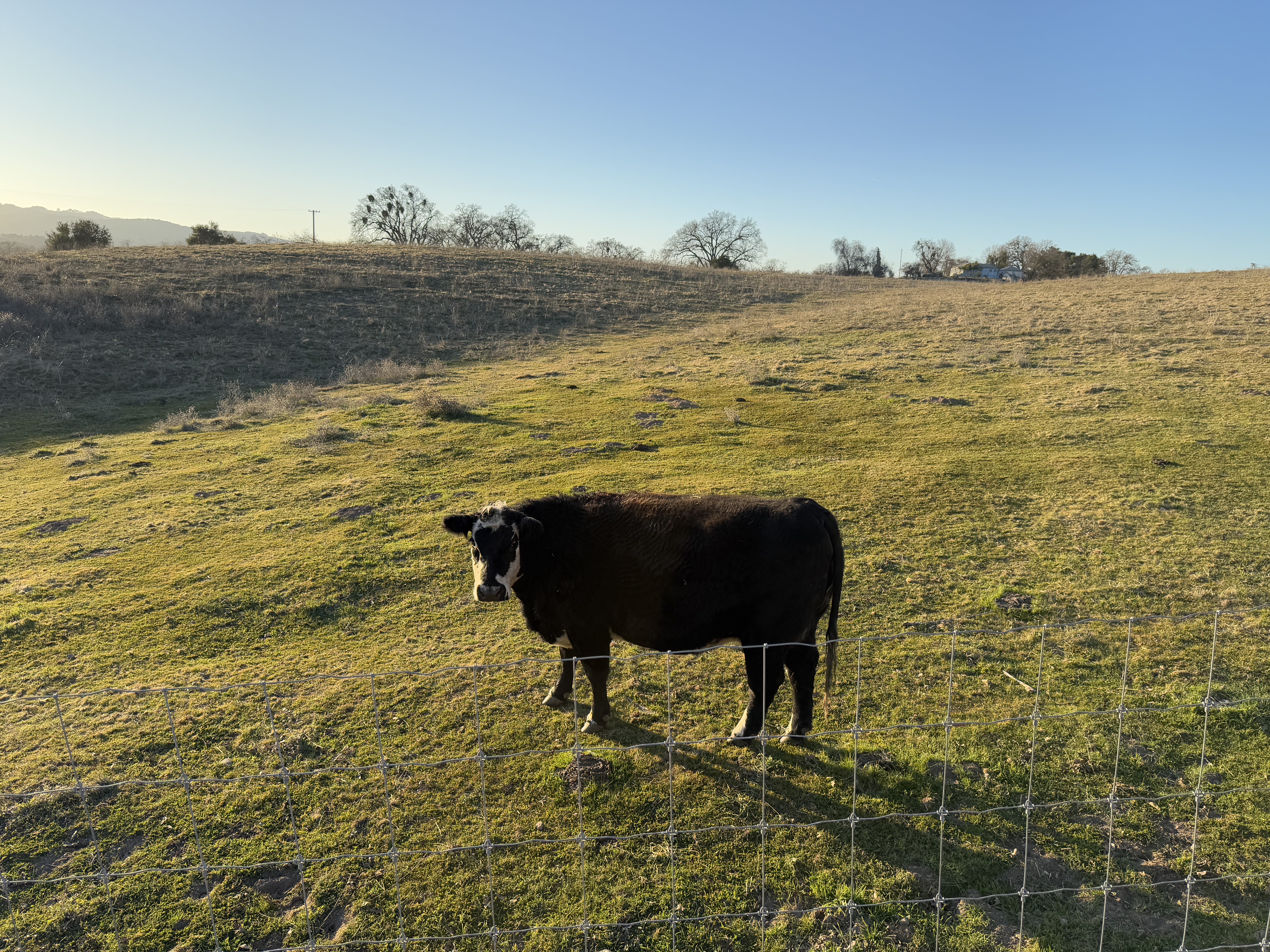 Cow in field